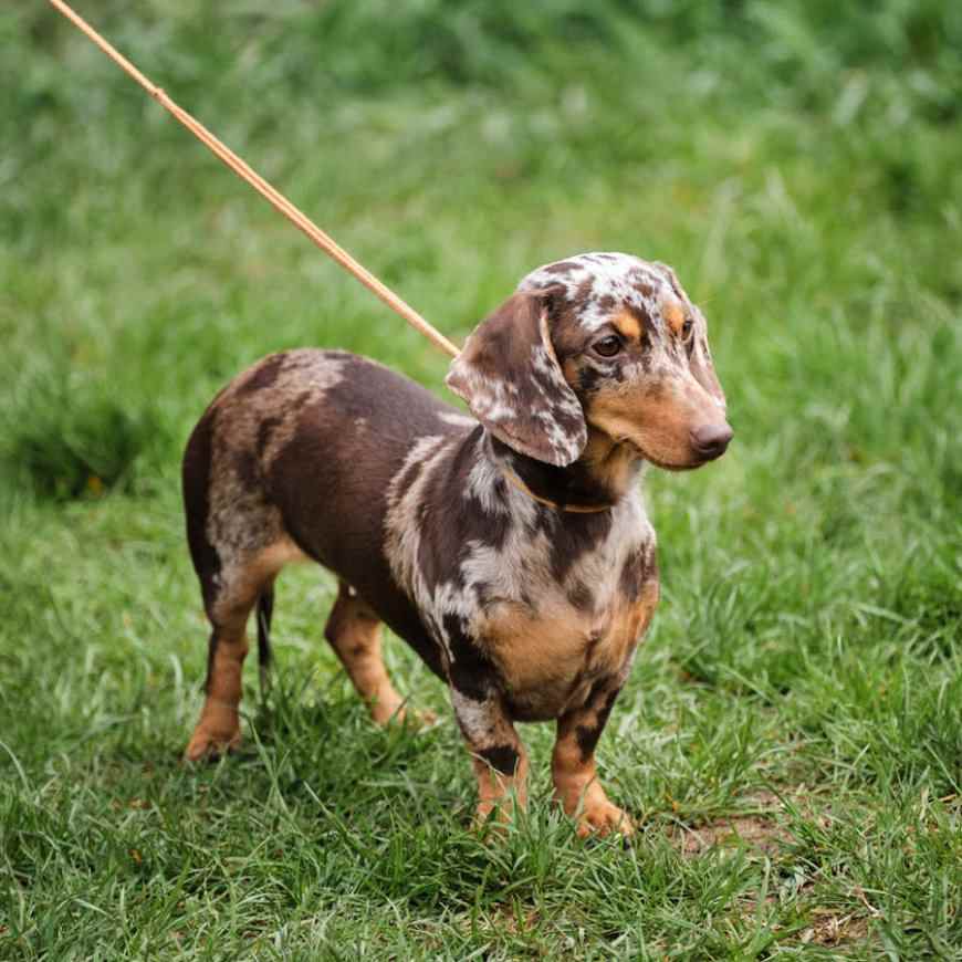 Teckel arlequín: un precioso perro salchicha con el pelo cubierto de manchas